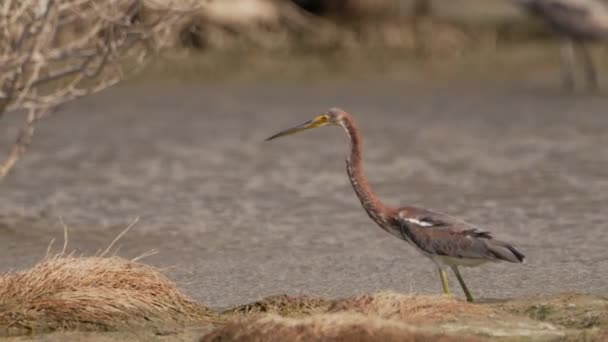 カリブ海のスローモーションの熱帯鳥 バード野生生物 — ストック動画