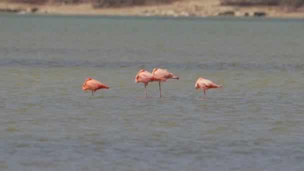 Американские Фламинго Super Slow Motion Bird Wildlife — стоковое видео