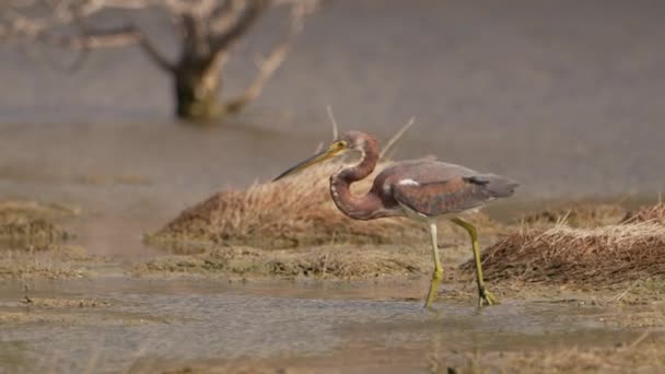 Τροπικό Πουλί Αργή Κίνηση Στην Καραϊβική Wildlife Bird — Αρχείο Βίντεο