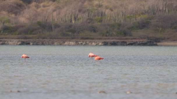 Amerikan Flamingoları Süper Yavaş Çekimde Kuş Vahşi Hayatı — Stok video