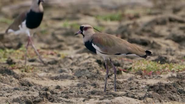 Lintujen Luonto Eteläinen Lapwing Super Hidas Motion — kuvapankkivideo
