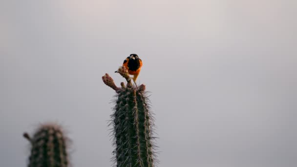 Troupial Respaldado Por Naranja Cactus Super Slow Motion — Vídeo de stock