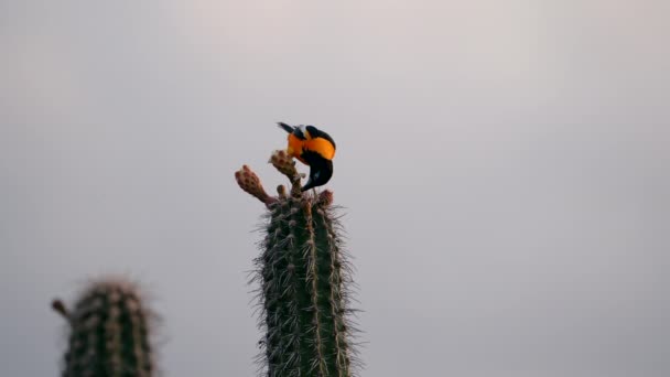 Troupiale Arancio Dorso Sul Cactus Nel Movimento Lento Eccellente — Video Stock