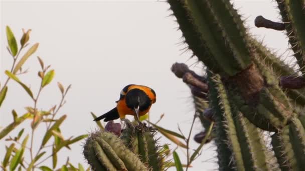 スーパースローモーションにおけるカクタスのオレンジバックトロピカル — ストック動画