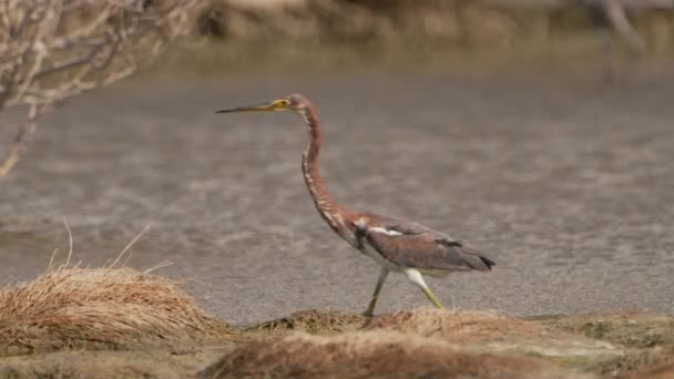 热带鸟类在加勒比的缓慢运动 鸟类野生动物 — 图库视频影像