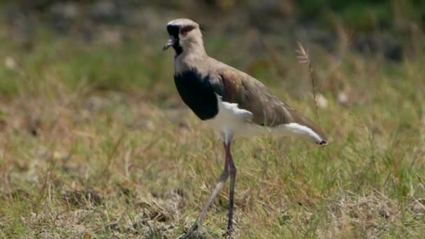 Wildlife Πουλιών Νότια Lapwing Σούπερ Αργή Κίνηση — Αρχείο Βίντεο