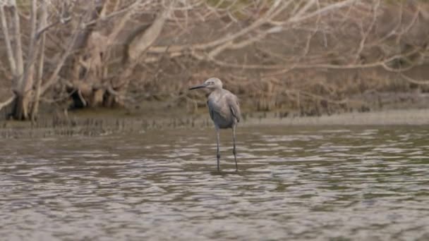 Tropische Vogel Slow Motion Bij Caribbean Vogelstand Het Wild — Stockvideo