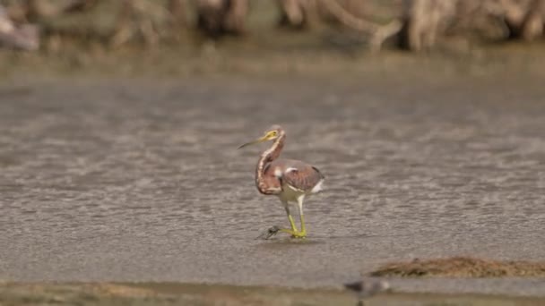 カリブ海のスローモーションの熱帯鳥 バード野生生物 — ストック動画