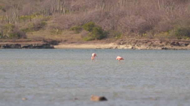 Amerikai Flamingók Szuperlassú Mozgásban Madárvilág — Stock videók