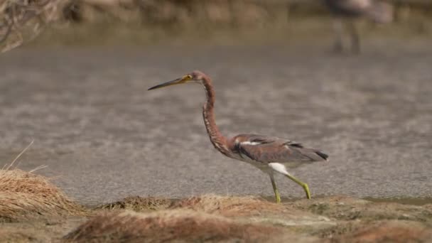 Tropikalny Ptak Zwolnionym Tempie Karaibach Bird Wildlife — Wideo stockowe