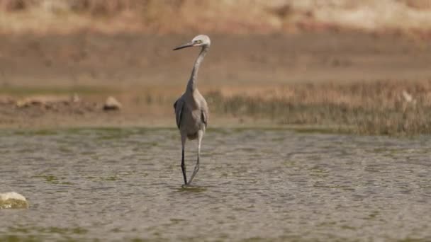 Τροπικό Πουλί Αργή Κίνηση Στην Καραϊβική Wildlife Bird — Αρχείο Βίντεο