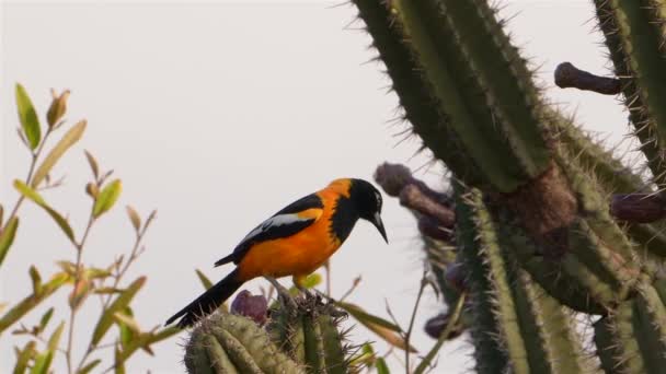 Oranžová Trojice Kaktusu Super Pomalém Pohybu — Stock video