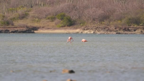 Amerikanische Flamingos Super Zeitlupe Vogelwelt — Stockvideo