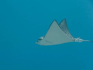 Benekli Kartal ışını Karayip Denizi 'nin mercan kayalıklarında yüzüyor, Curacao