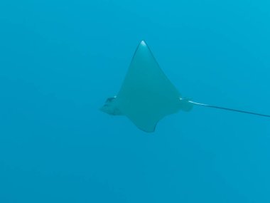 Benekli Kartal ışını Karayip Denizi 'nin mercan kayalıklarında yüzüyor, Curacao