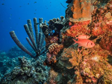 Karayip Denizi 'ndeki mercan resiflerinin turkuaz sularında deniz manzarası..