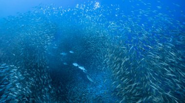 Schooling fish, Big Eye Scad fish in the shallows of the Caribbean Sea clipart