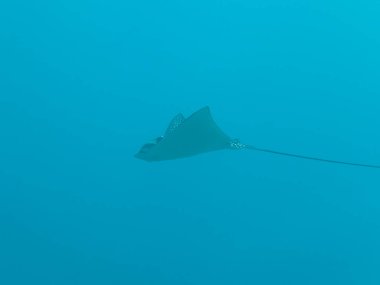 Benekli Kartal ışını Karayip Denizi 'nin mercan kayalıklarında yüzüyor, Curacao