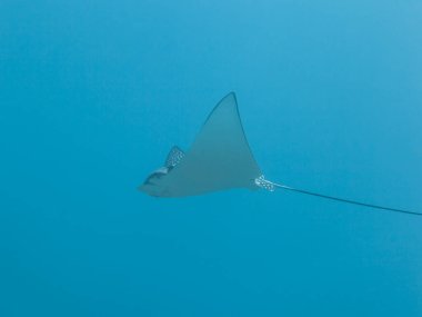 Benekli Kartal ışını Karayip Denizi 'nin mercan kayalıklarında yüzüyor, Curacao