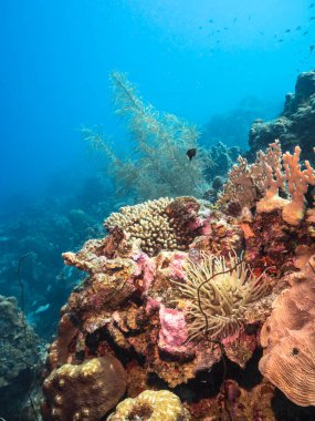Karayip Denizi 'ndeki mercan resiflerinin turkuaz sularında deniz manzarası..