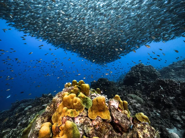 Шкільна Риба Велике Око Риба Мілині Карибського Моря — стокове фото