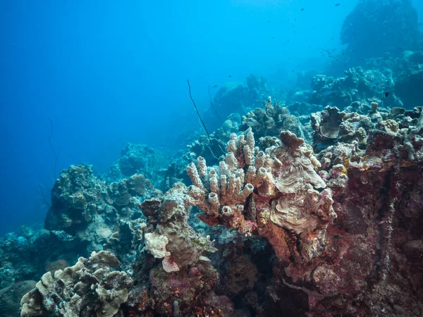 Capa Marinha Água Azul Turquesa Recifes Coral Mar Caribe — Fotografia de Stock