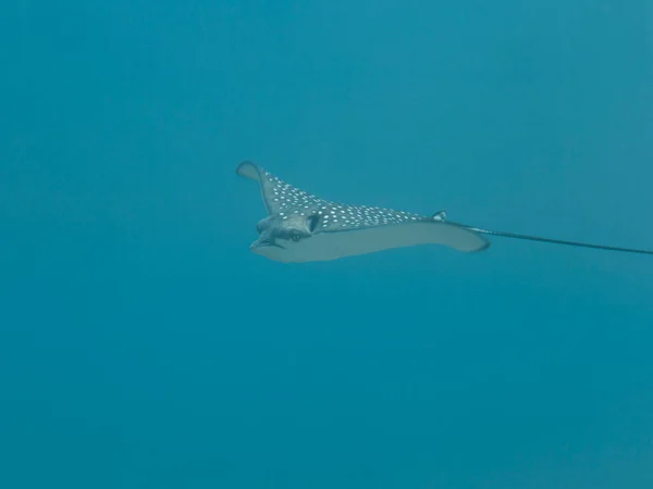Raio Águia Manchado Nadar Recife Coral Mar Caribe Curaçao — Fotografia de Stock