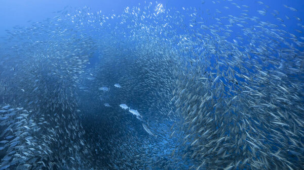 Школьная рыба, рыба Big Eye Scad в водах Карибского моря