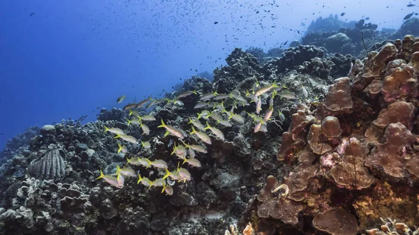 Seascape Tyrkysové Vodě Korálových Útesů Karibském Moři — Stock fotografie