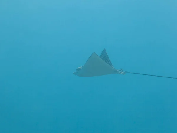 Spotted Eagle ray swim in coral reef of Caribbean Sea, Curacao