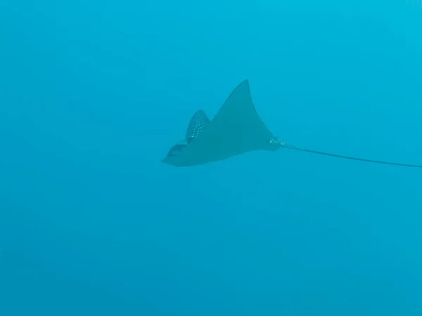 発見されたワシの光線はカリブ海 キュラソーのサンゴ礁で泳ぐ — ストック写真