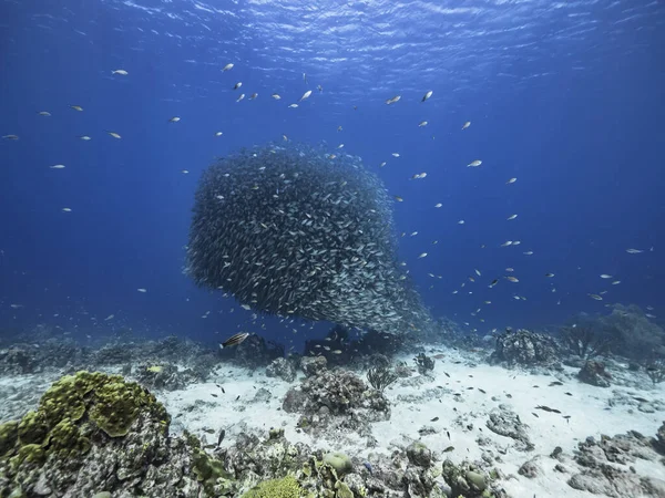 Okul Balığı Karayip Denizi Nin Sığ Sularında Büyük Göz Balığı — Stok fotoğraf