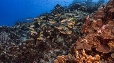 Karayip Denizi 'ndeki mercan resiflerinin turkuaz sularında deniz manzarası..