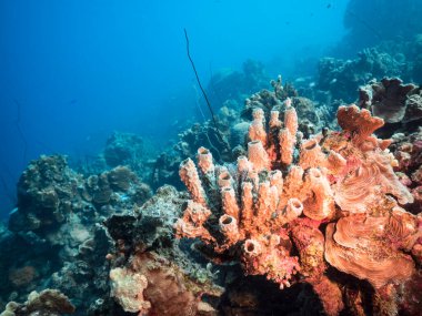 Karayip Denizi 'ndeki mercan resiflerinin turkuaz sularında deniz manzarası..