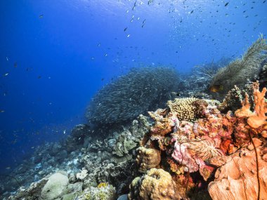 Okul balığı, Karayip Denizi 'nin sığ sularında Büyük Göz Balığı
