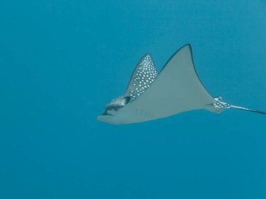 Benekli Kartal ışını Karayip Denizi 'nin mercan kayalıklarında yüzüyor, Curacao