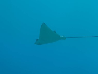 Benekli Kartal ışını Karayip Denizi 'nin mercan kayalıklarında yüzüyor, Curacao