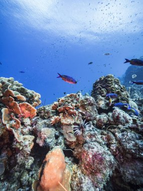 Karayip Denizi 'ndeki mercan resiflerinin turkuaz sularında deniz manzarası..