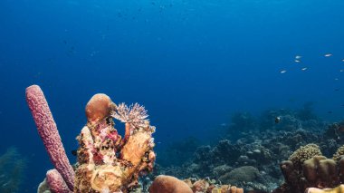 Karayip Denizi 'ndeki mercan resiflerinin turkuaz sularında deniz manzarası..