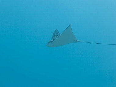 Benekli Kartal ışını Karayip Denizi 'nin mercan kayalıklarında yüzüyor, Curacao