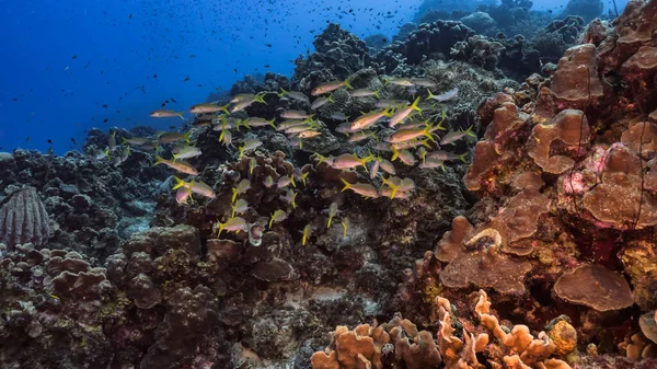 Karayip Denizi 'ndeki mercan resiflerinin turkuaz sularında deniz manzarası..