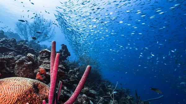 カリブ海の浅瀬で魚を育てる — ストック写真