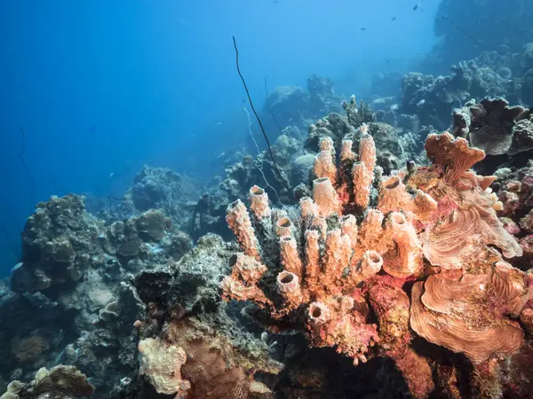 Θαλάσσιο Τοπίο Τυρκουάζ Νερά Του Κοραλλιογενή Ύφαλο Στην Καραϊβική Θάλασσα — Φωτογραφία Αρχείου