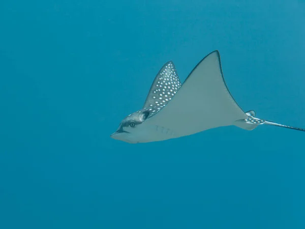 Spotted Eagle ray swim in coral reef of Caribbean Sea, Curacao