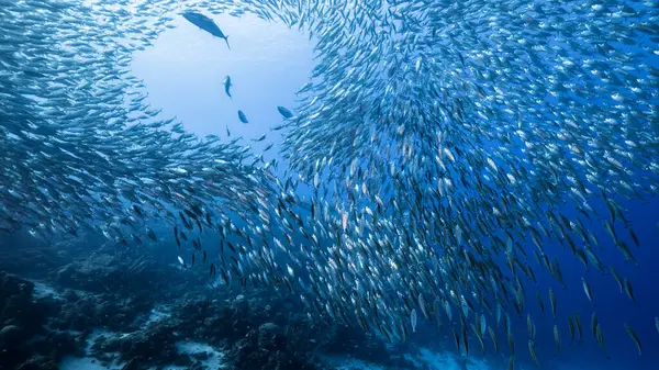 Peixe Escolar Peixe Big Eye Scad Nas Águas Rasas Mar — Fotografia de Stock