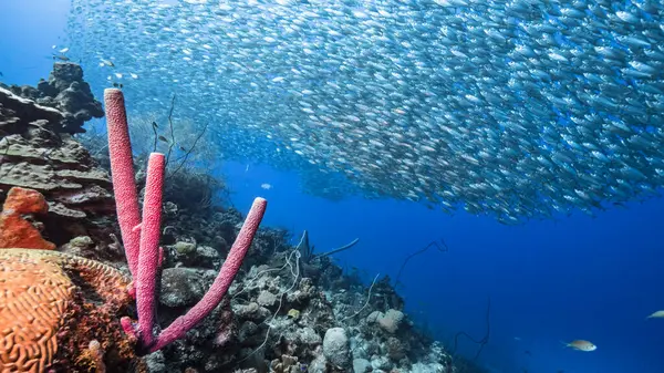 カリブ海の浅瀬で魚を育てる — ストック写真