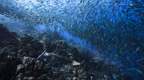 Schoolvissen Big Eye Scad Vissen Ondiepe Caribische Zee — Stockfoto