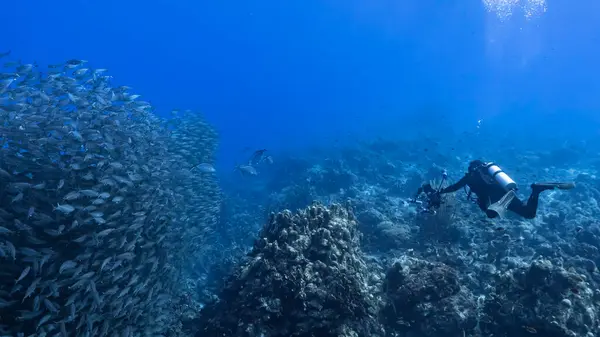diver with fish in deep blue ocean