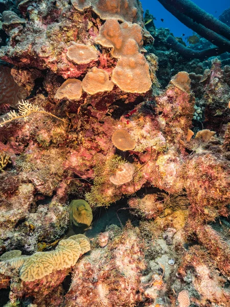 Paisaje Marino Con Anguila Moray Verde Arrecife Coral Del Mar — Foto de Stock