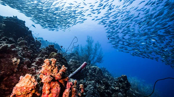 Szkolne Ryby Duże Oko Scad Ryby Płyciznach Morza Karaibskiego — Zdjęcie stockowe